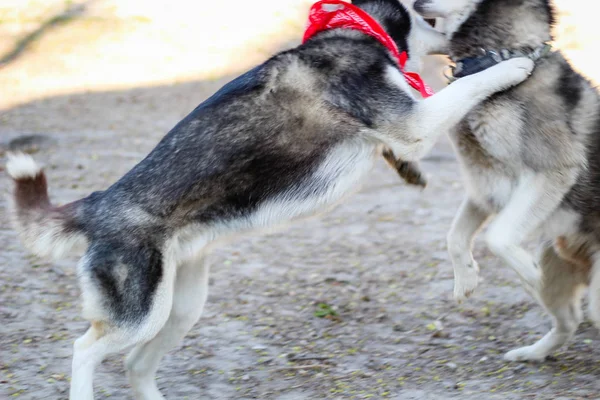 Two huskies are playing in the park. Black and white dog in the — Stock Photo, Image