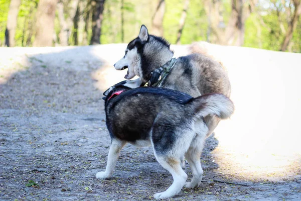 Dos huskies están jugando en el parque. Perro blanco y negro en el —  Fotos de Stock