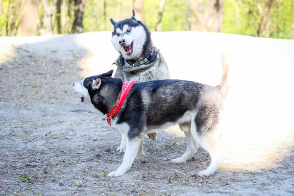 Dos huskies están jugando en el parque. Perro blanco y negro en el — Foto de Stock