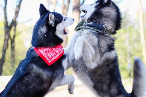 Two huskies are playing in the park. Black and white dog in the — Stock Photo, Image