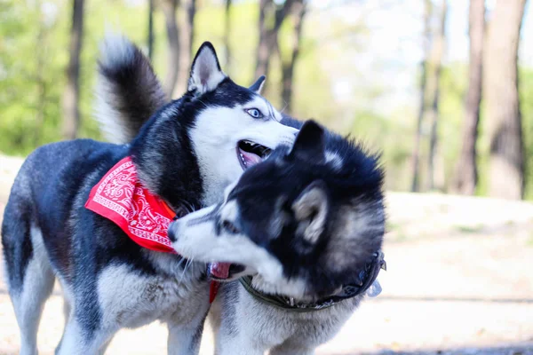 Two huskies are playing in the park. Black and white dog in the — Stock Photo, Image