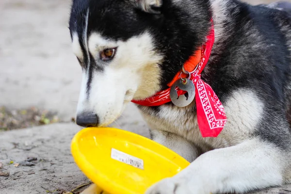 Haski se juega con un plato amarillo de frisbee. Blanco y negro —  Fotos de Stock