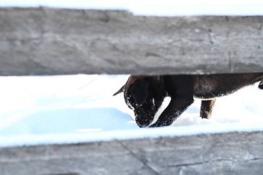 Komik bir siyah köpek karda oynuyor. Karlı Karpatlar. Mou