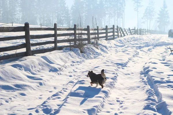 A funny black dog is playing in the snow. Snowy Carpathians. Mou