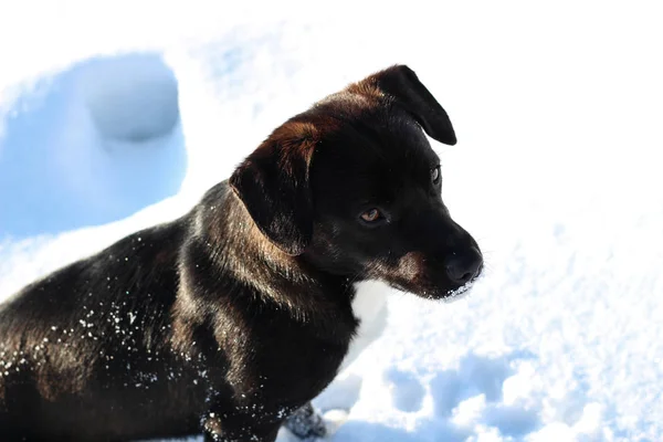 Un simpatico cane nero sta giocando nella neve. Carpazi innevati. Mou. — Foto Stock