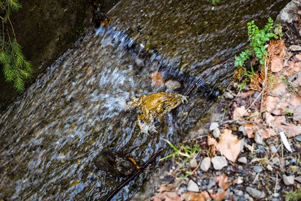 Rãs durante o período de fertilização no monte Cárpatos — Fotografia de Stock