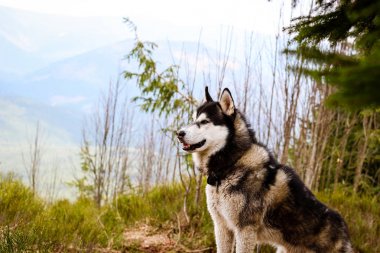 Husky köpek Karpat Dağları'nda yürüyor. Siyah beyaz köpek