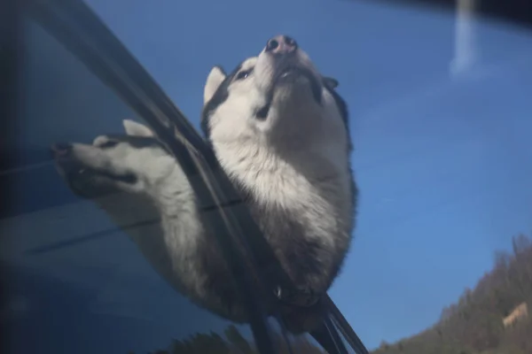 The Husky dog pushed his head out of the car window. Relax and b — Stock Photo, Image