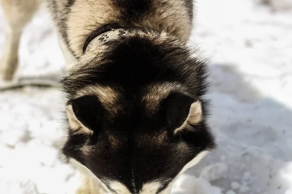 Husky Cão Jogado Neve Nas Montanhas Dos Cárpatos Relaxe Zumbido — Fotografia de Stock