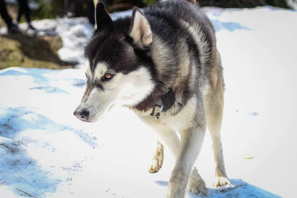 赫斯基狗在喀尔巴鄂山脉的雪地里玩耍 放松和嗡嗡声 — 图库照片