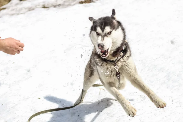 Снігу Карпатах Грають Хаскі Собаки Розслабитися Buzz — стокове фото