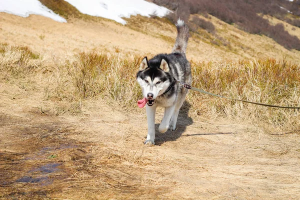 Хаскі прогулянки собак у Карпатських горах. Чорно-біла собака — стокове фото