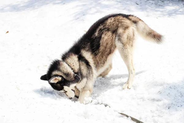 Husky Hund Spelas Snön Karpaterna Slappna Och Buzz — Stockfoto
