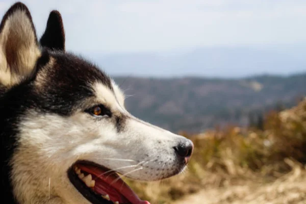 Ο σκύλος περπατάει στα Καρπάθια Όρη. Μαύρο και άσπρο σκυλί — Φωτογραφία Αρχείου
