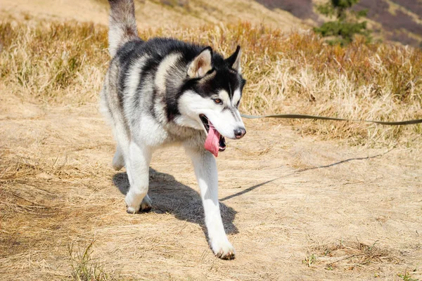 ハスキー犬はカルパチア山脈を歩きます。黒と白の犬 — ストック写真