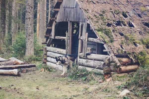 Husky Dog geht in den Karpaten spazieren. Schwarzer und weißer Hund — Stockfoto