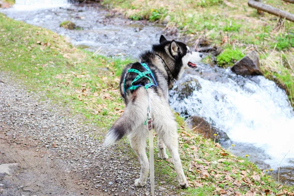 O cão Husky caminha nas montanhas dos Cárpatos. Cão preto e branco — Fotografia de Stock