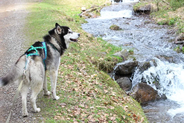 ハスキー犬はカルパチア山脈を歩きます。黒と白の犬 — ストック写真