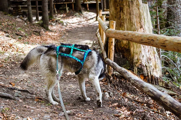 Husky perro pasea en las montañas Cárpatos. Perro blanco y negro —  Fotos de Stock