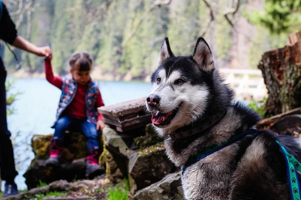 Husky hundpromenader i Karpaterna. Svart och vit hund — Stockfoto