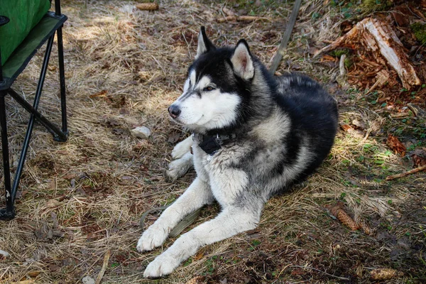 Husky perro pasea en las montañas Cárpatos. Perro blanco y negro — Foto de Stock