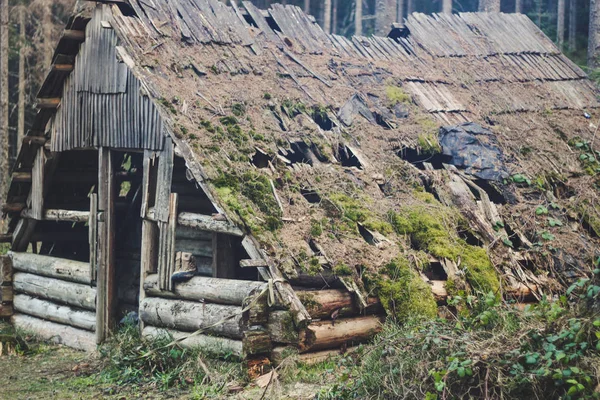 Starý dům s mechem na střeše ve starém lese — Stock fotografie