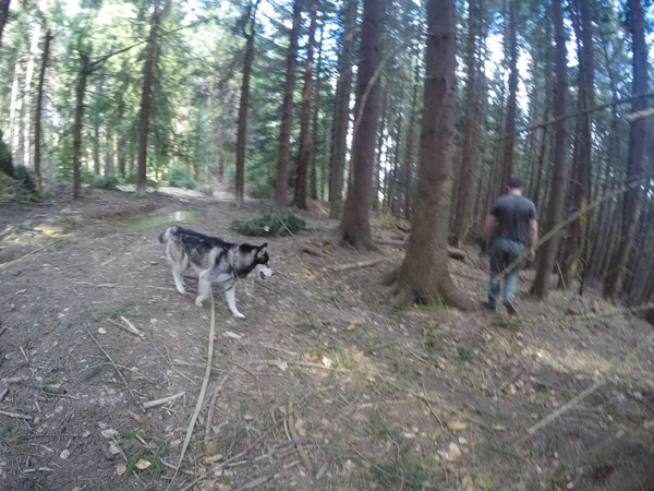 Husky. El perro es blanco y negro en el bosque de Ucrania —  Fotos de Stock