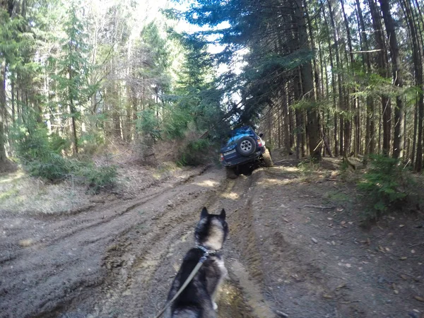 Husky. Le chien est noir et blanc dans la forêt de l'Ukraine — Photo