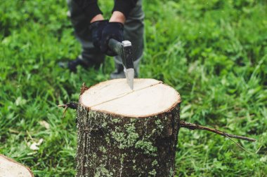 Adam dağlarda baltayla eski bir ağacı kesiyor. Ukra