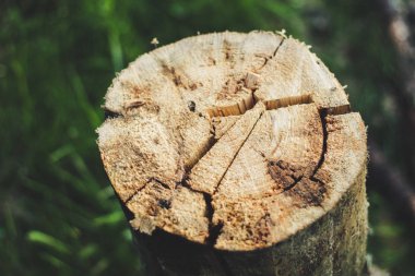 Adam dağlardaki eski ağacı elektrikli testereyle kesiyor. Ukr