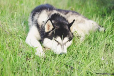 İri kıyım köpek çimlerin üzerinde. Karpat Dağları 'na bak.
