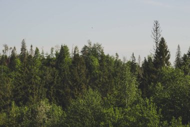 Husky köpek Carpathian Dağları'nın adam Görünümü ile bir oyunda oynuyor.