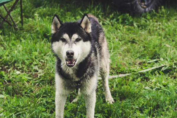 Husky hond..... in het gras. Uitzicht op de Karpaten. — Stockfoto