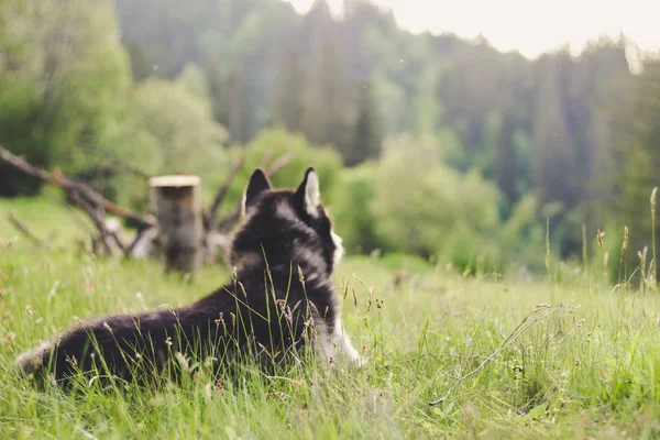 Huskyhund "" im Gras. Blick auf die Karpaten. — Stockfoto