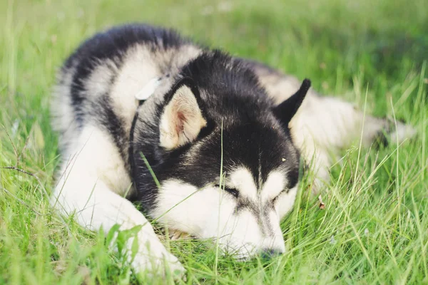 Pies husky 'ego w trawie. Widok na Karpaty. — Zdjęcie stockowe