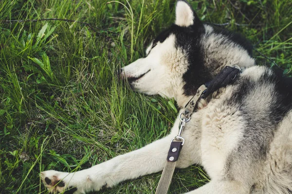 Husky dog ������in the grass. View on the Carpathian Mountains. — ストック写真