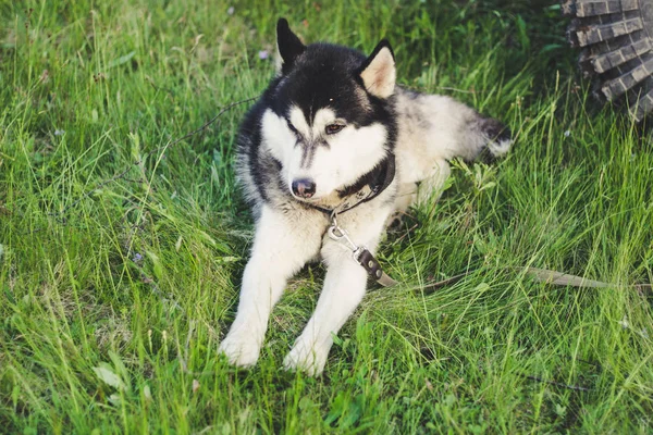 Husky kutyája a fűben van. Kilátás a Kárpátokra. — Stock Fotó