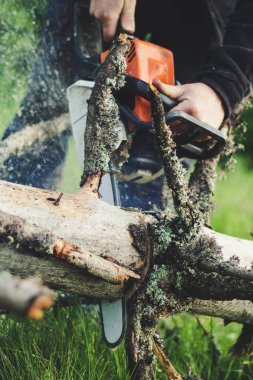 Adam dağlardaki eski ağacı elektrikli testereyle kesiyor. Ukr