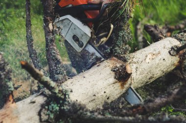 Adam dağlardaki eski ağacı elektrikli testereyle kesiyor. Ukr