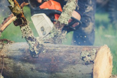 Adam dağlardaki eski ağacı elektrikli testereyle kesiyor. Ukr