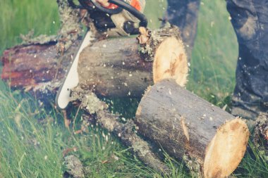 Adam dağlardaki eski ağacı elektrikli testereyle kesiyor. Ukr