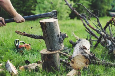 Adam dağlarda baltayla eski bir ağacı kesiyor. Ukra