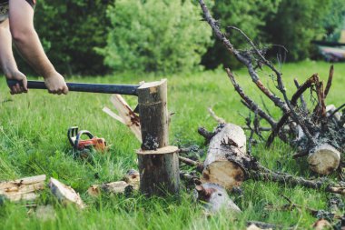 Adam dağlarda baltayla eski bir ağacı kesiyor. Ukra