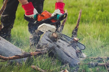 Adam dağlardaki eski ağacı elektrikli testereyle kesiyor. Ukr