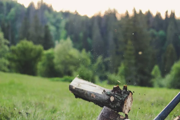 Killen är att skära ett gammalt träd i bergen med en yxa. Ukra — Stockfoto