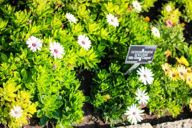 Denize yakın Balçık Botanik Bahçesi. Birçok farklı patlayıcı 