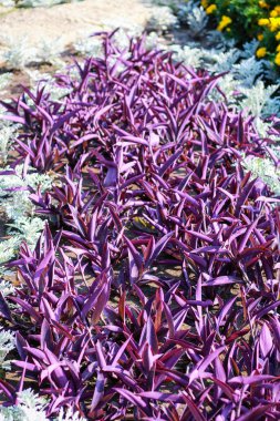 Denize yakın Balçık Botanik Bahçesi. Birçok farklı patlayıcı 