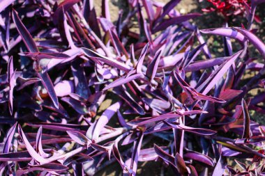 Denize yakın Balçık Botanik Bahçesi. Birçok farklı patlayıcı 