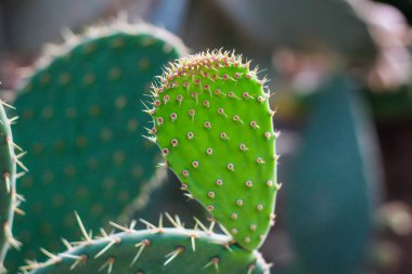 Denize yakın Balçık Botanik Bahçesi. Birçok farklı patlayıcı 