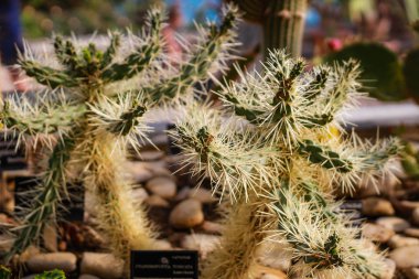 Denize yakın Balçık Botanik Bahçesi. Birçok farklı patlayıcı 